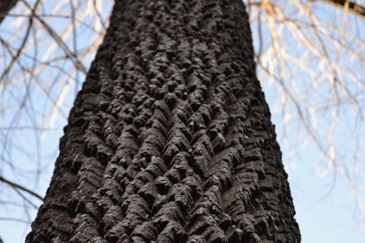 the trunk of a persimmon tree