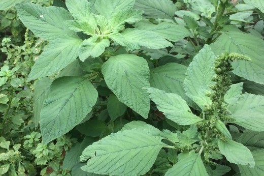 pigweed growing alonside a sidewalk, displaying green foliage and flowers