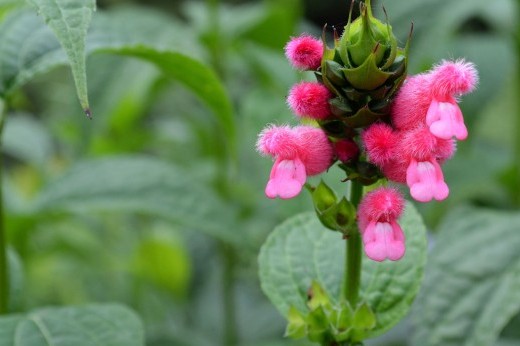 Fuzzy pink trumpet-shaped flowers bloom in a cluster along a green stem.