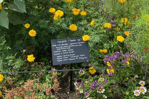 A small chalkboard sign with white writing is posted alongside yellow flowers.