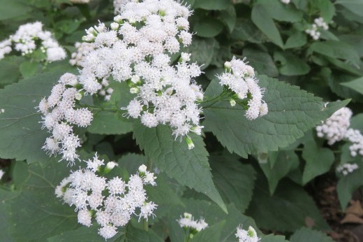 white snakeroot