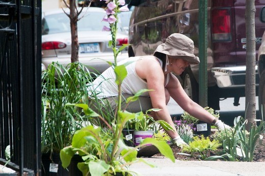 a woman gardens in a street tree bed