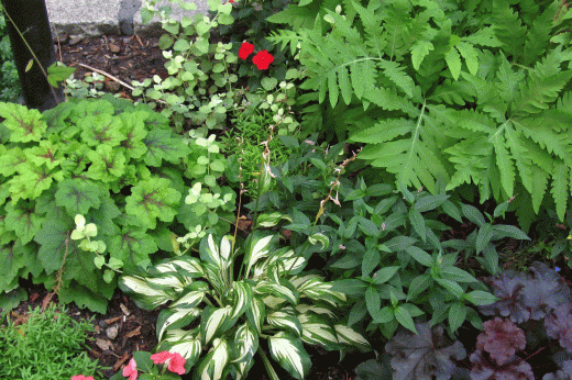 a mixed planting at the base of a street tree