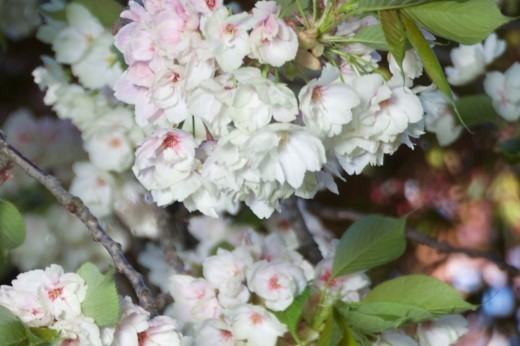 Ukon cherry blossoms