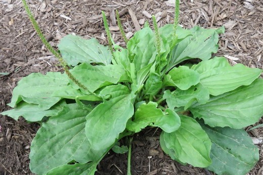 Weed of the Month - Brooklyn Botanic Garden