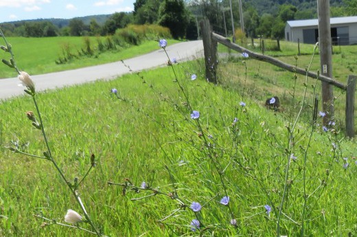 Stems with small purple flowers growing beside a road.