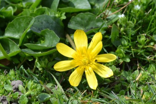 lesser celandine