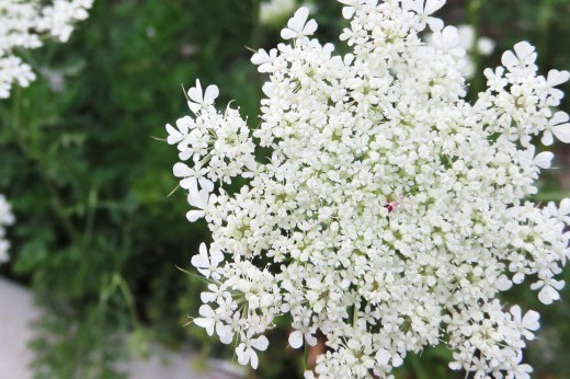 Closeup of a white umbel flower.