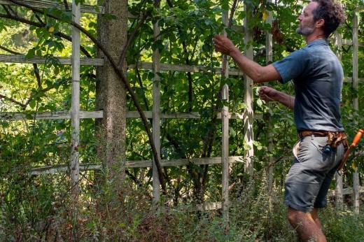 Man wearing shorts and gardening tools arranges a rose cane on a leafy trellis.