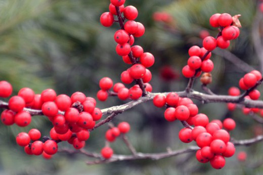 Clusters of red winterberries.