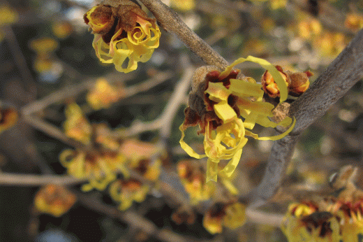 yellow witch hazel flowers