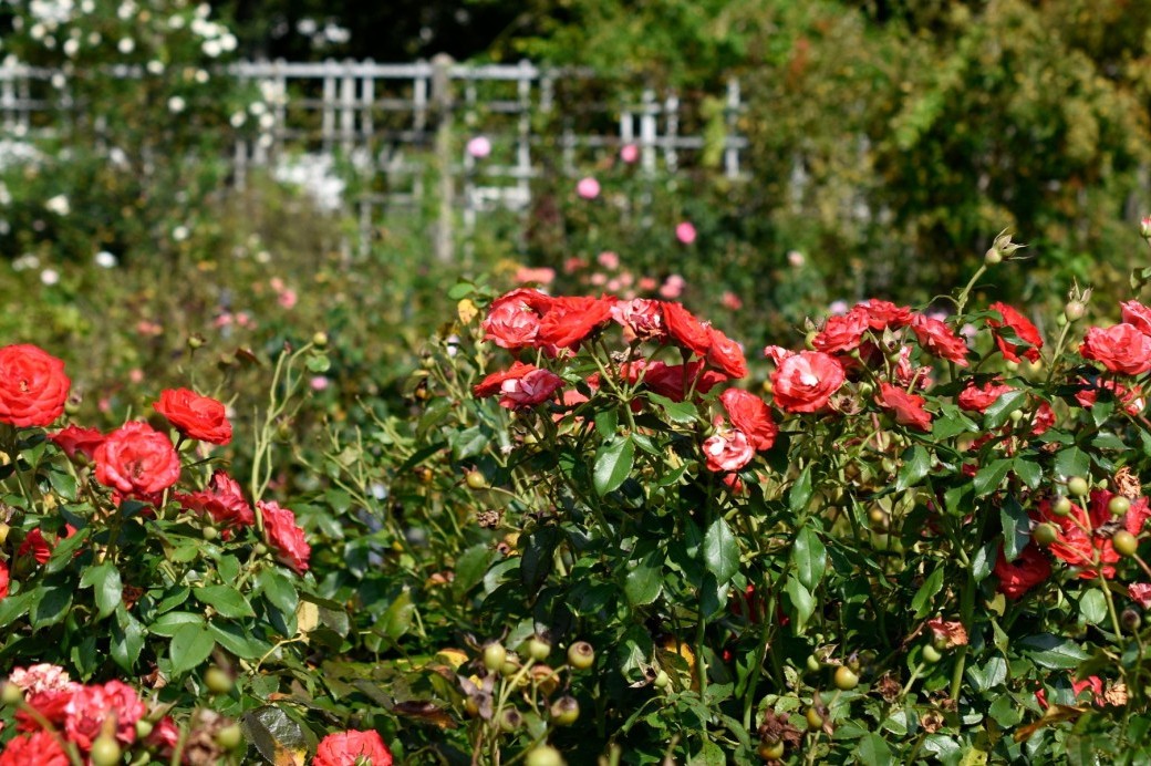 how-to-plant-bare-root-roses-video-brooklyn-botanic-garden