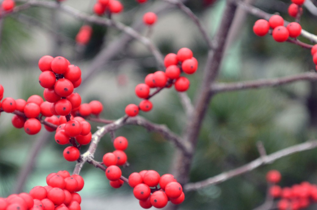 Winter Highlights - Brooklyn Botanic Garden