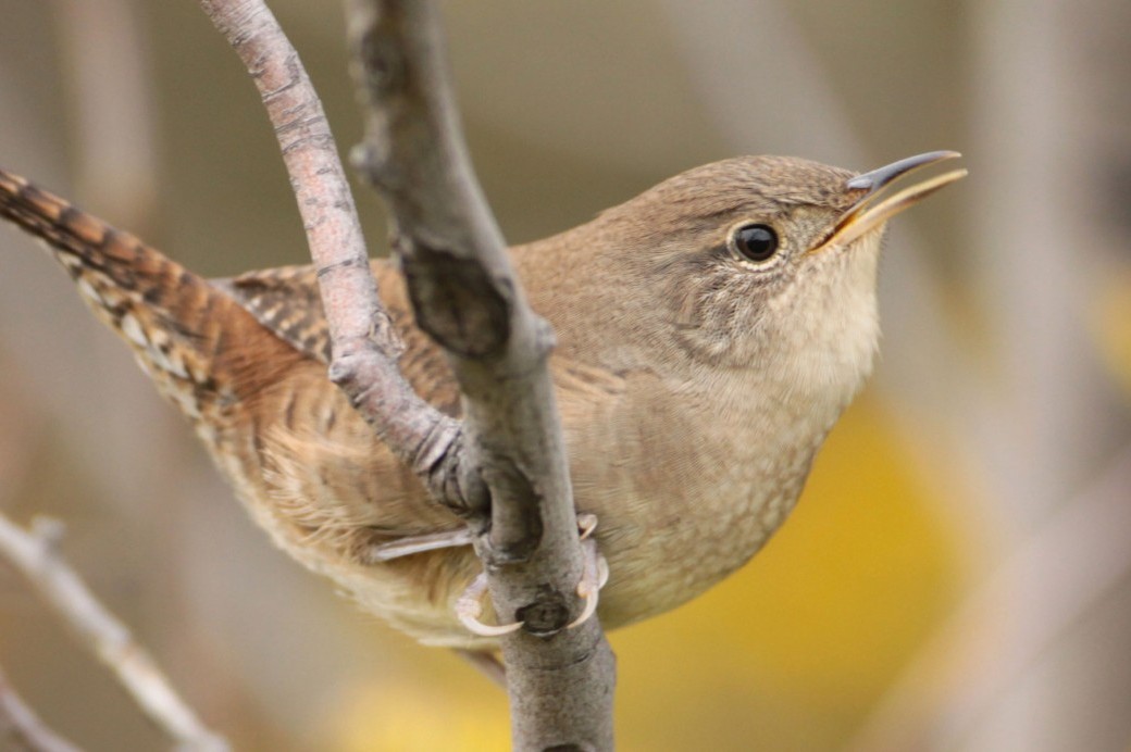 Birds of Brooklyn: House Wren - Brooklyn Botanic Garden