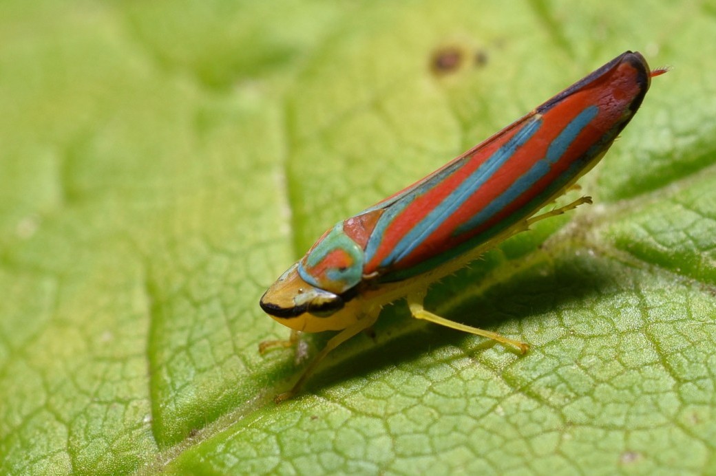 all-about-bugs-true-bugs-brooklyn-botanic-garden