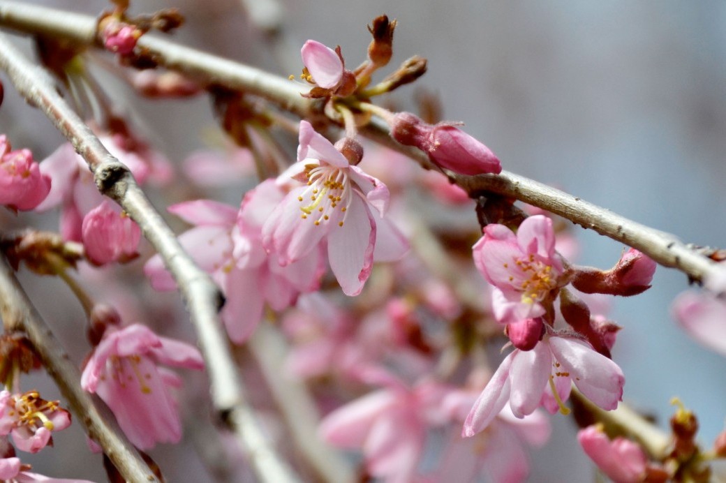 Cherry Blossoms Photo Gallery - Brooklyn Botanic Garden