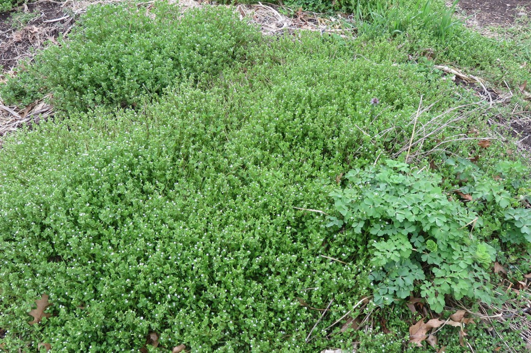 Cover image featuring dense green weeds for series called Weed of the Month.