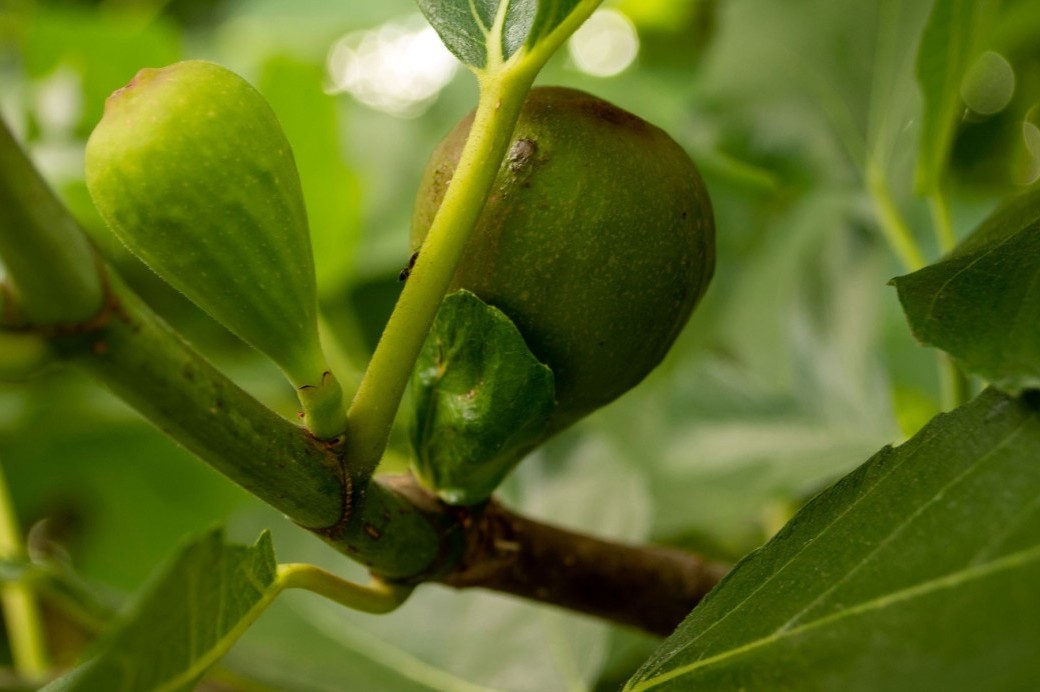 Fruits on the Cusp - Brooklyn Botanic Garden