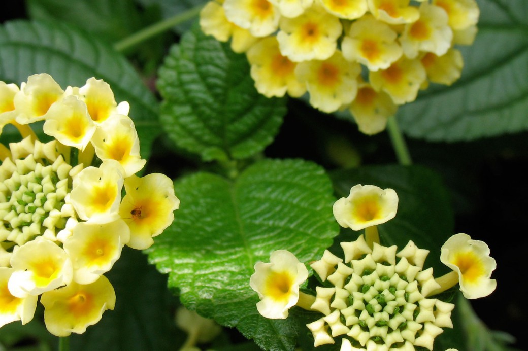 Fragrance Garden - Brooklyn Botanic Garden