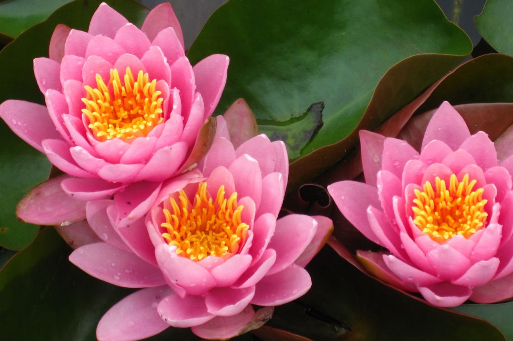 lily-pool-terrace-brooklyn-botanic-garden