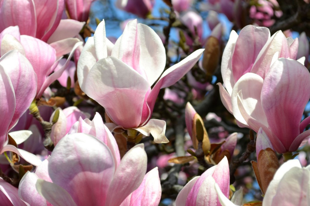 Magnolia Plaza - Brooklyn Botanic Garden