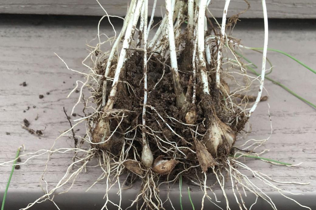 weed-of-the-month-wild-garlic-brooklyn-botanic-garden