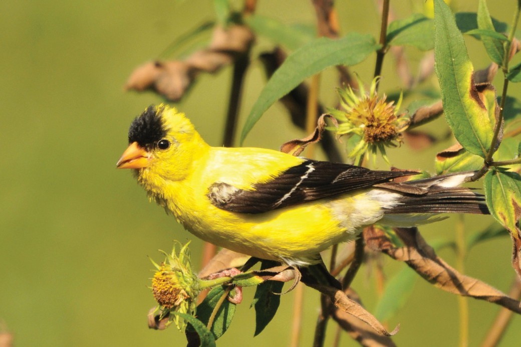 A Wildlife Walk Through the Garden - Brooklyn Botanic Garden