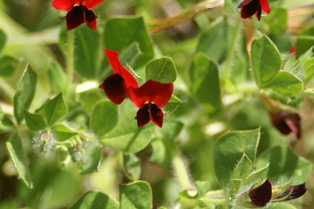 The Asparagus Pea - Brooklyn Botanic Garden