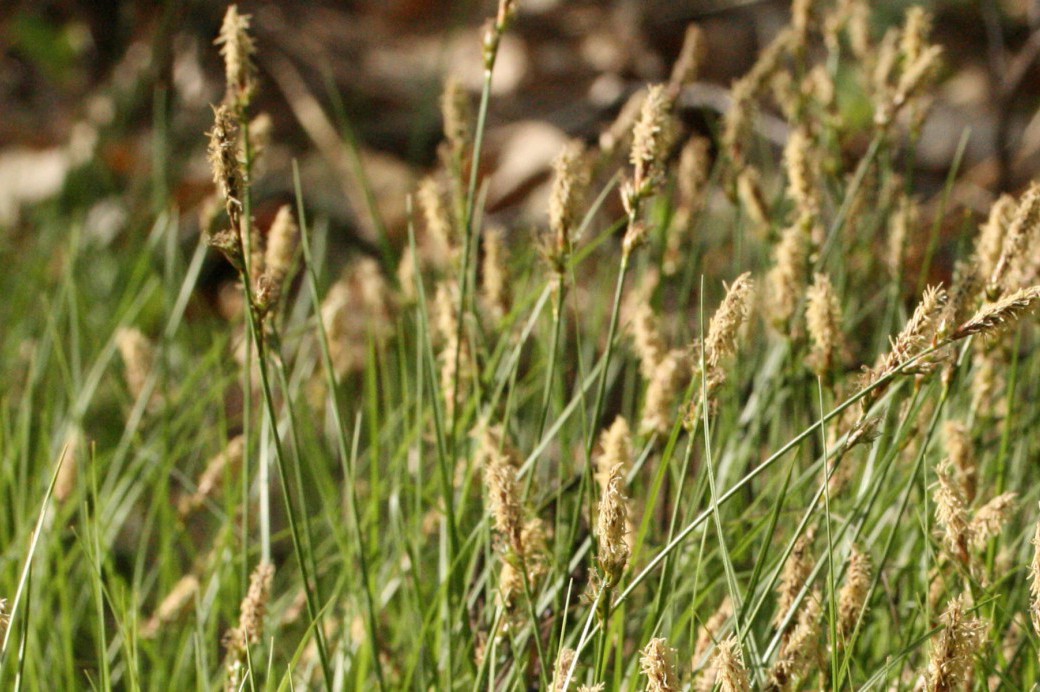 sedge-lawns-a-sustainable-low-maintenance-alternative-to-grass