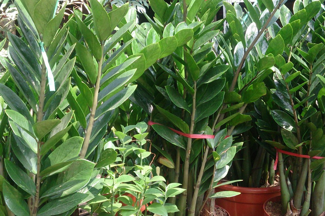 ZZ Plant: A Narrative Guide - Brooklyn Botanic Garden