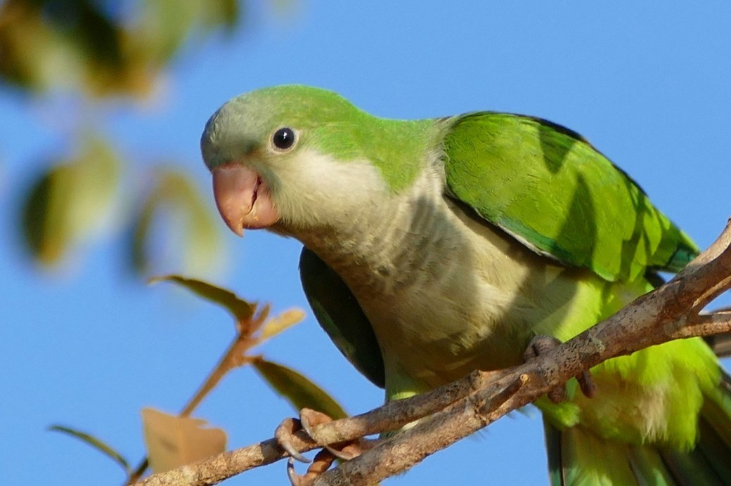 Birds of Brooklyn: Monk Parakeet - Brooklyn Botanic Garden