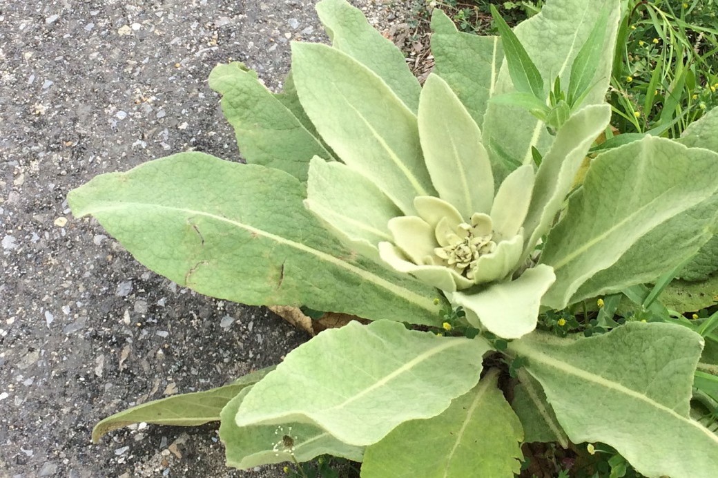 Weed of the Month: Mullein - Brooklyn Botanic Garden