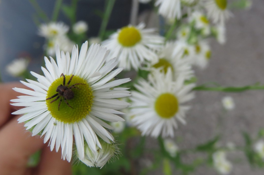 file-daisy-fleabane-epa-jpg