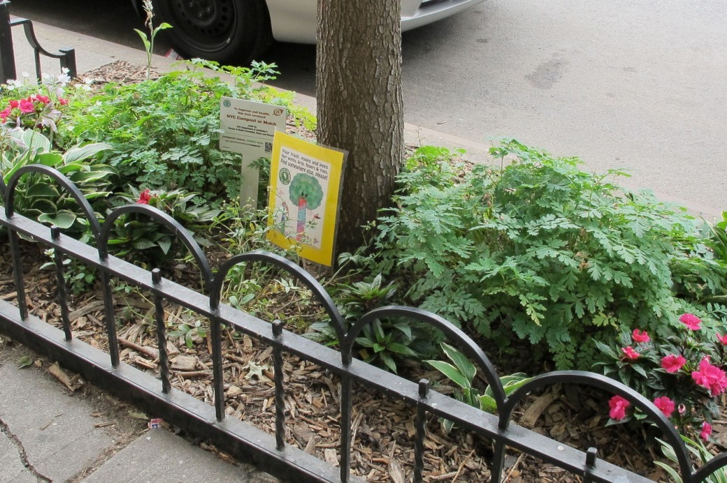 Street Tree Care 101 - Brooklyn Botanic Garden