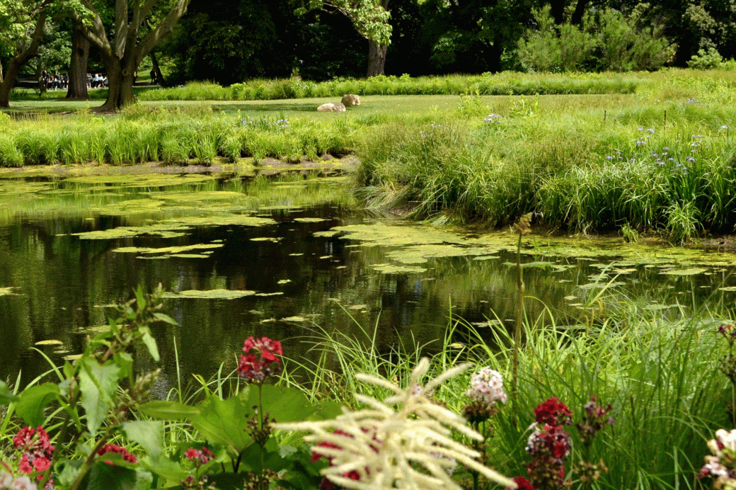 Water Garden - Brooklyn Botanic Garden