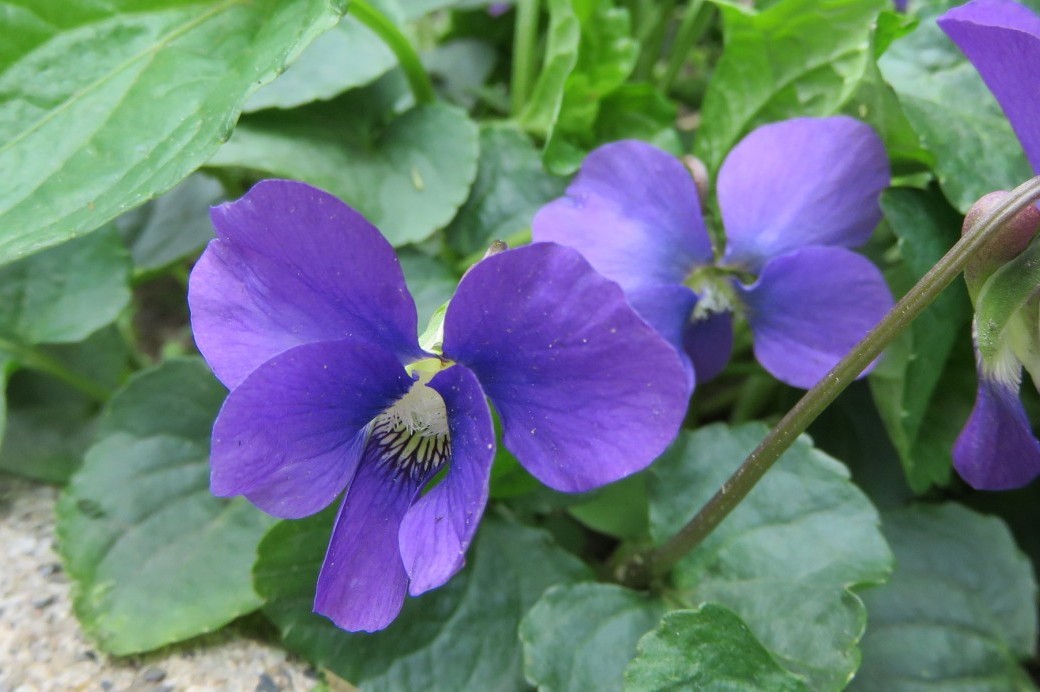 Weed of the Month: Common Blue Violet - Brooklyn Botanic Garden