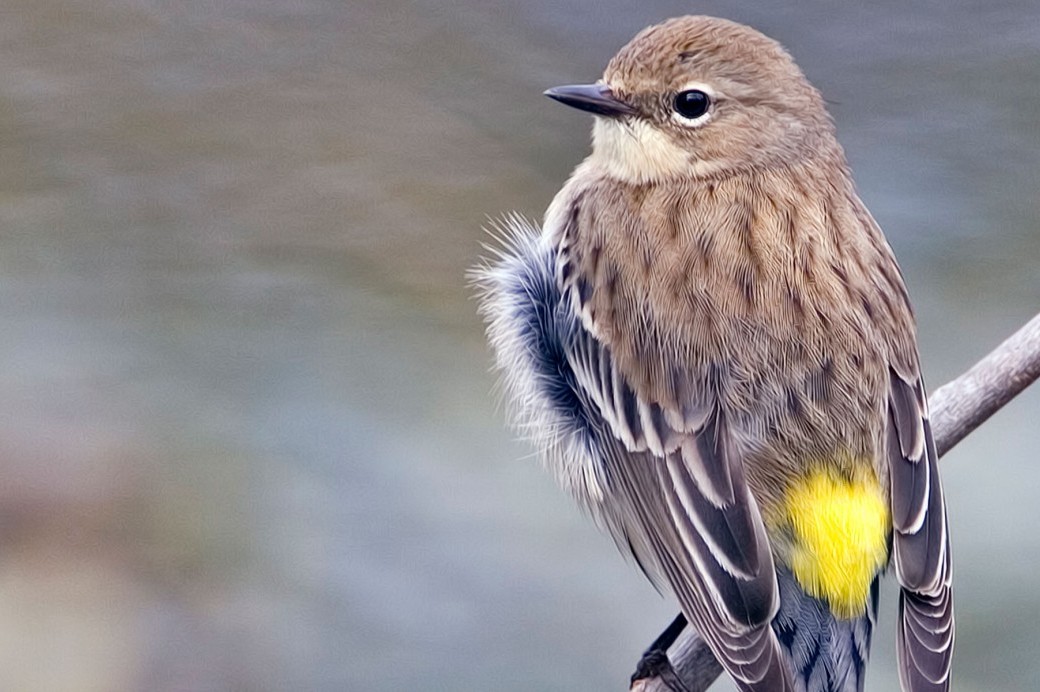 yellow rumped warbler bird