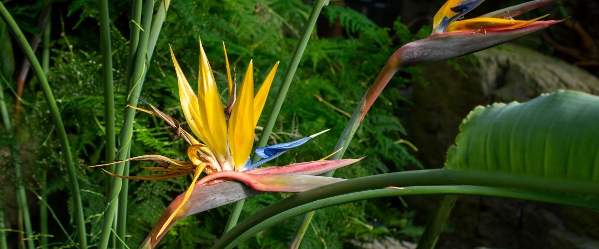 A bird-like flower with yellow, red, and orange petals is surrounded by greenery.