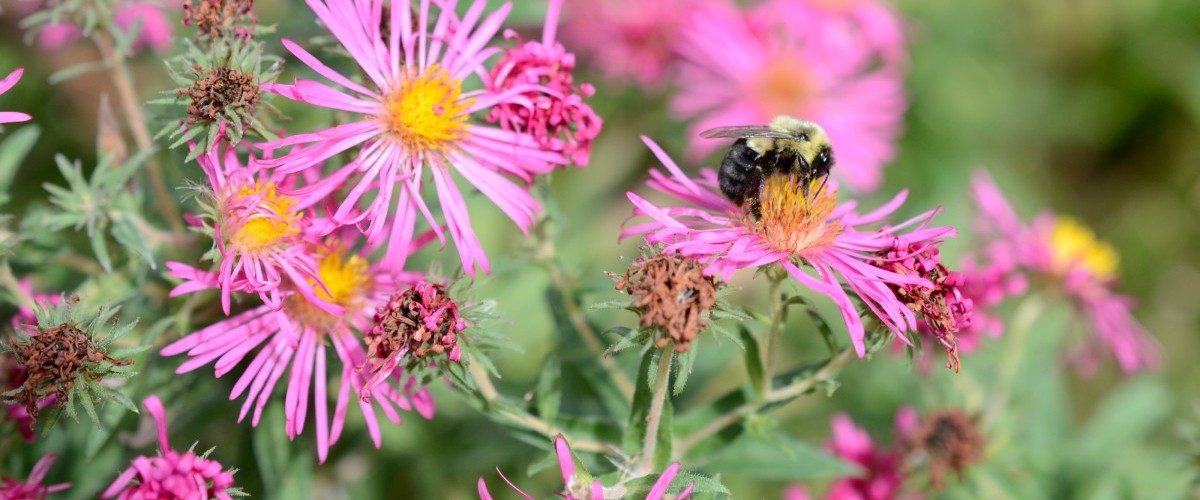 A bee with a smooth black abdomen rests on an aster with pink ray flowers, gripping the yellow disk flowers in its center.