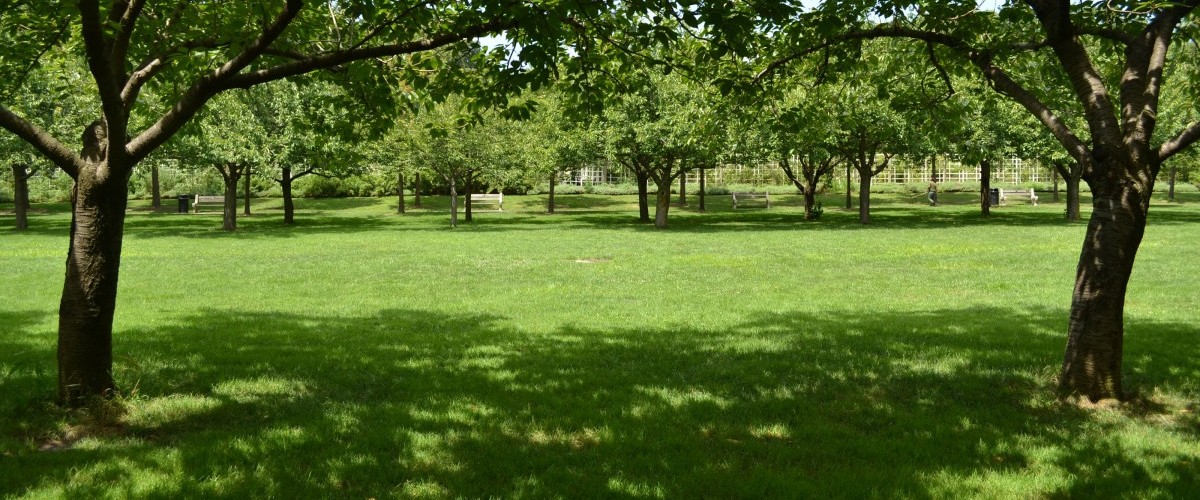 A green lawn framed by a colonnade of small trees and benches.