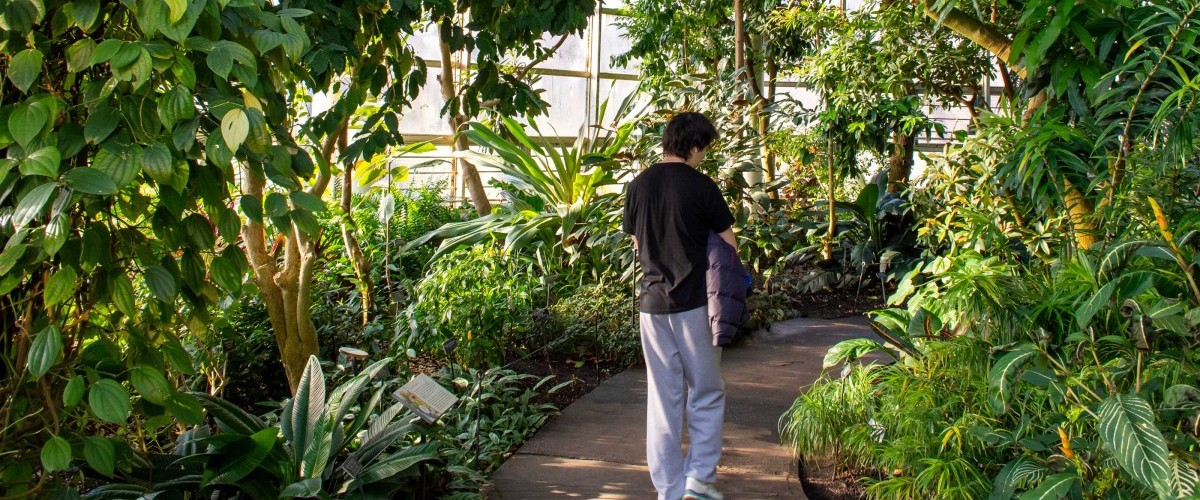 a person walks through a greenhouse full of hangingplants.