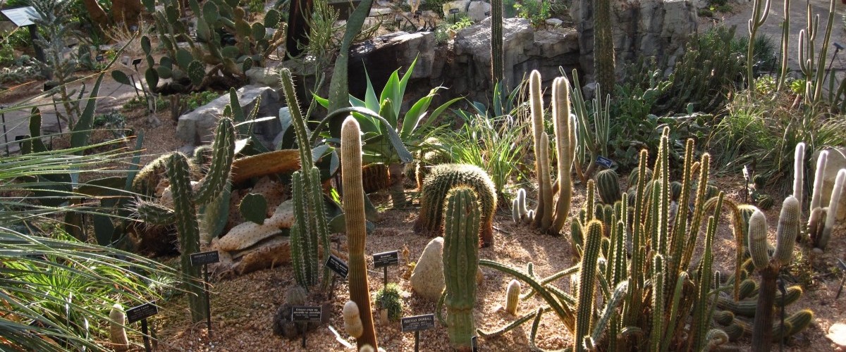 Cactuses growing inside covered greenhouse.