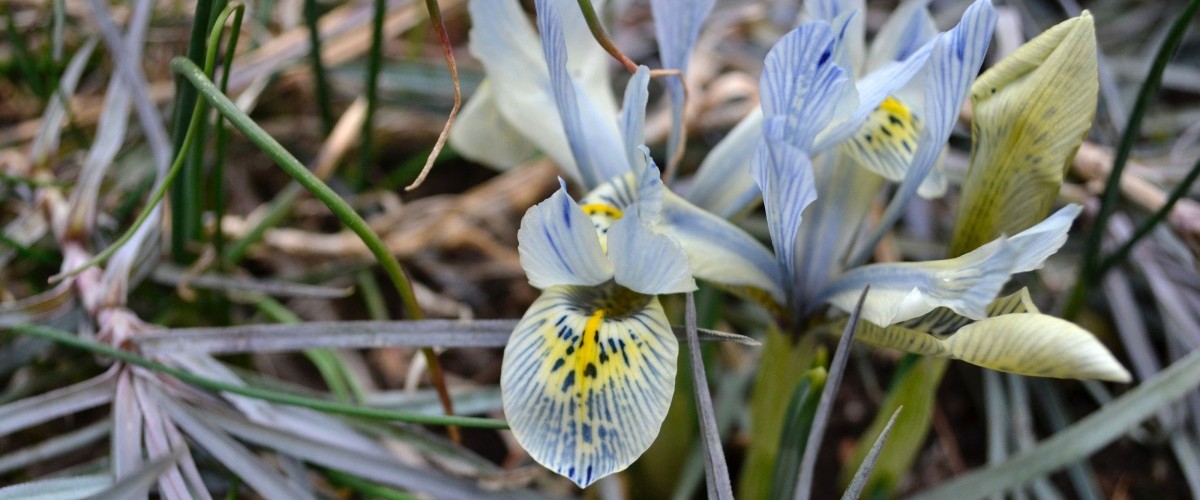 a pale blue dwarf iris in bloom