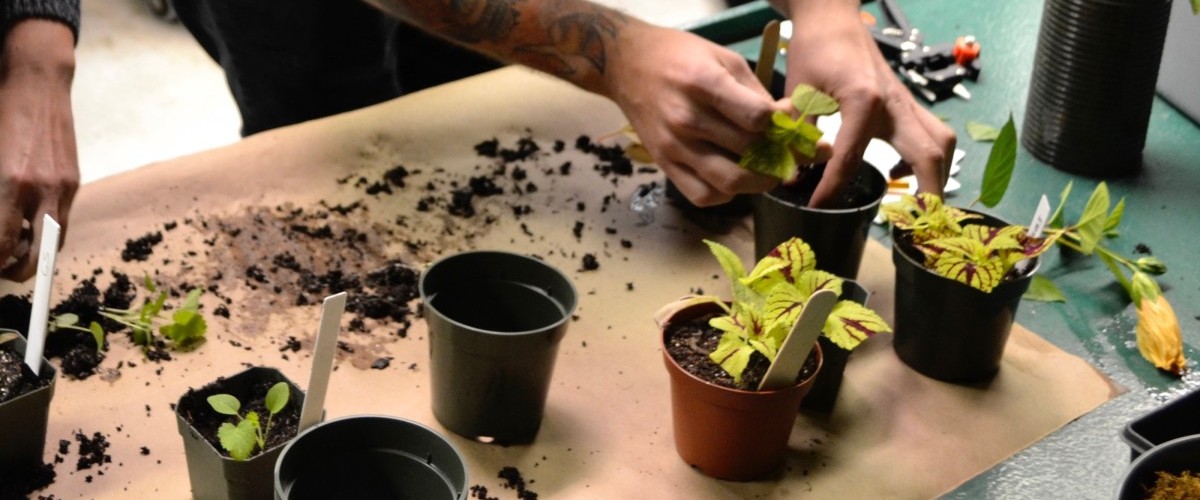 Students separating one plant into many pots.