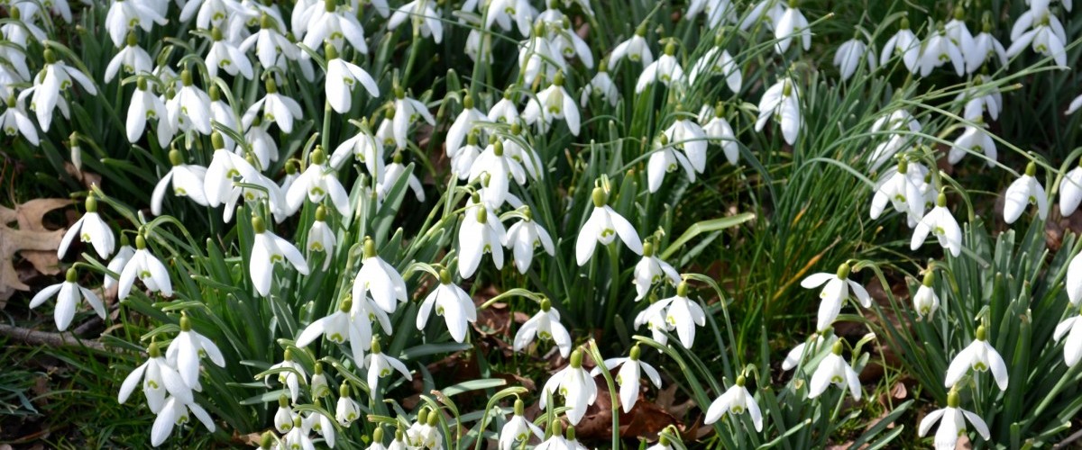 a patch of white-flowered snowdrops