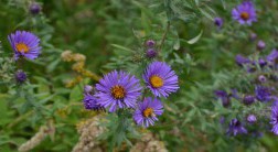 Purple aster blooms.