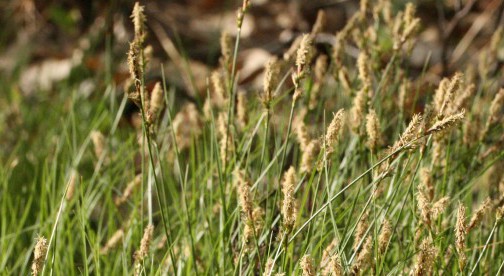 Native Groundcovers: Sustainable Choices for Sun and Shade - Brooklyn ...