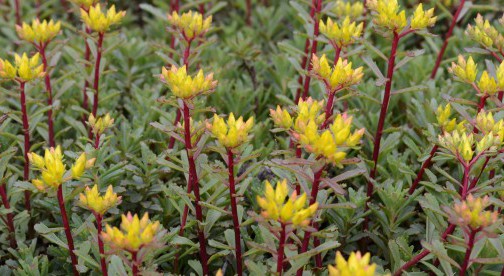 Start a Rooftop Container Garden - Brooklyn Botanic Garden