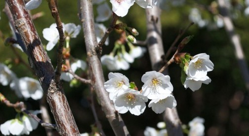 Hanami: Cherry Blossom Culture In Japan - Brooklyn Botanic Garden