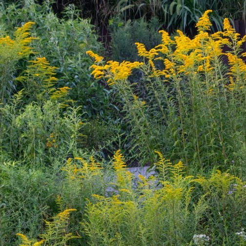 Brooklyn Botanic Garden - Brooklyn Botanic Garden